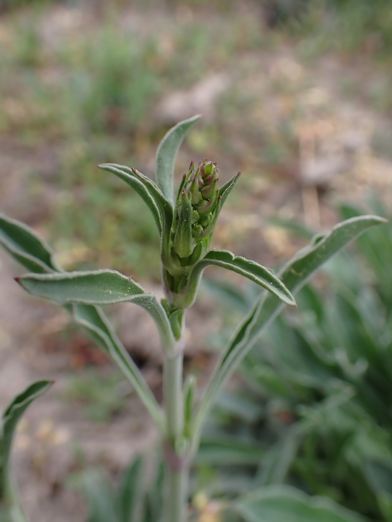 Eurasian Catchfly photo 3