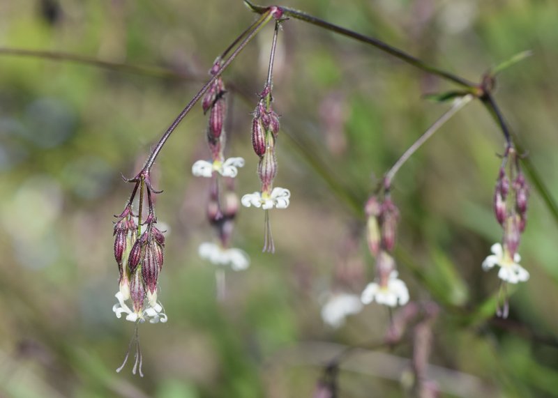 Eurasian Catchfly photo 6
