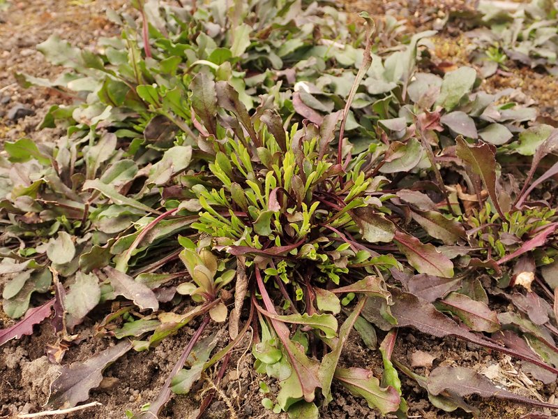 Eurasian Catchfly photo 7