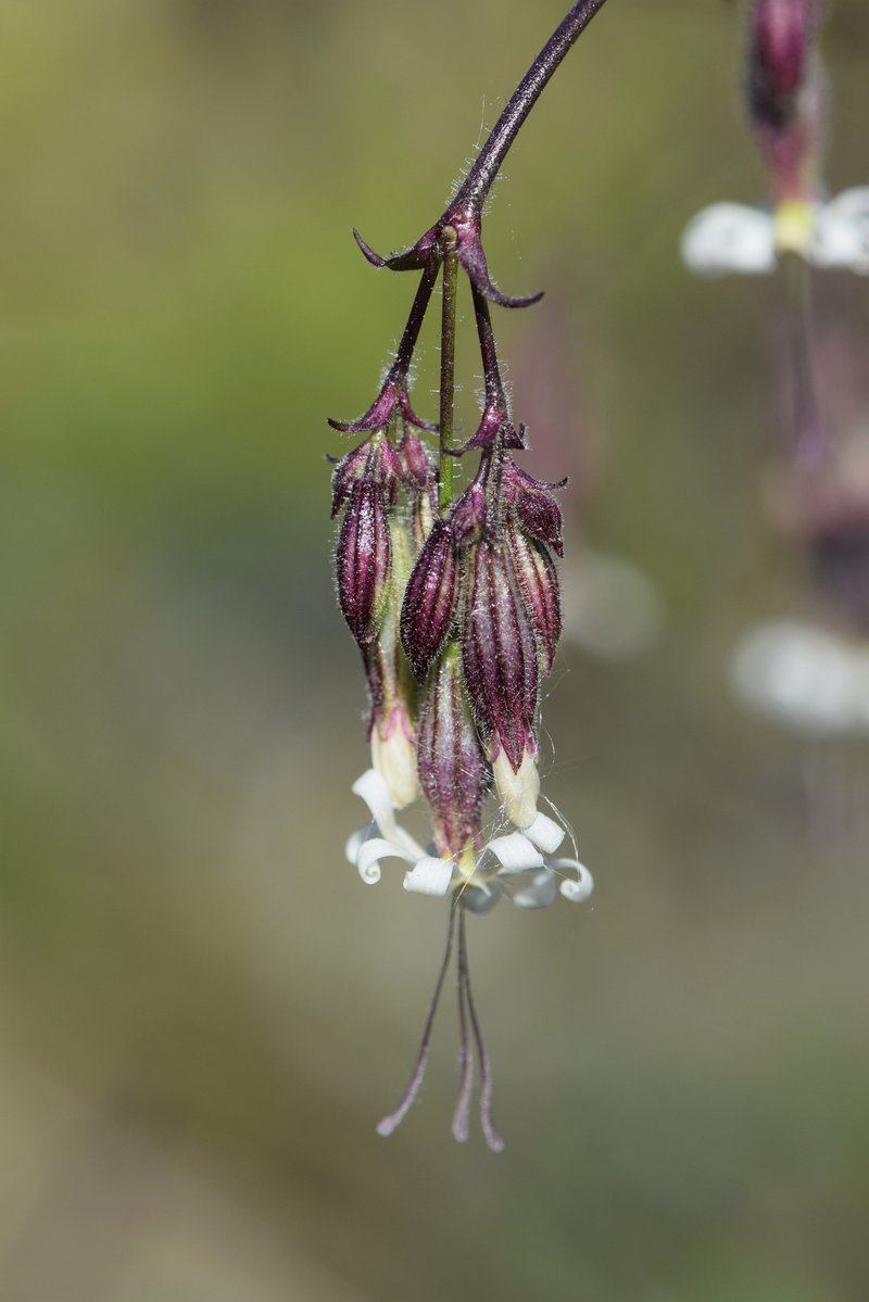 Eurasian Catchfly photo 8