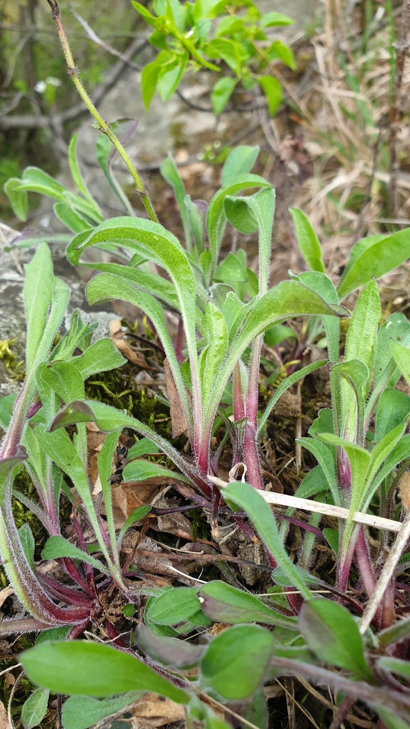 Silene nutans subsp. nutans