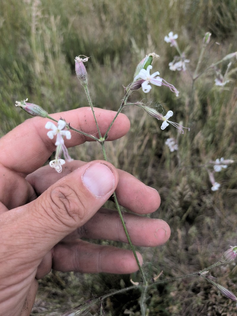Silene nutans subsp. nutans photo 2