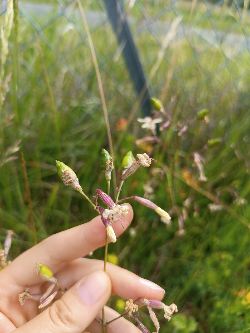 Silene nutans subsp. nutans photo 3