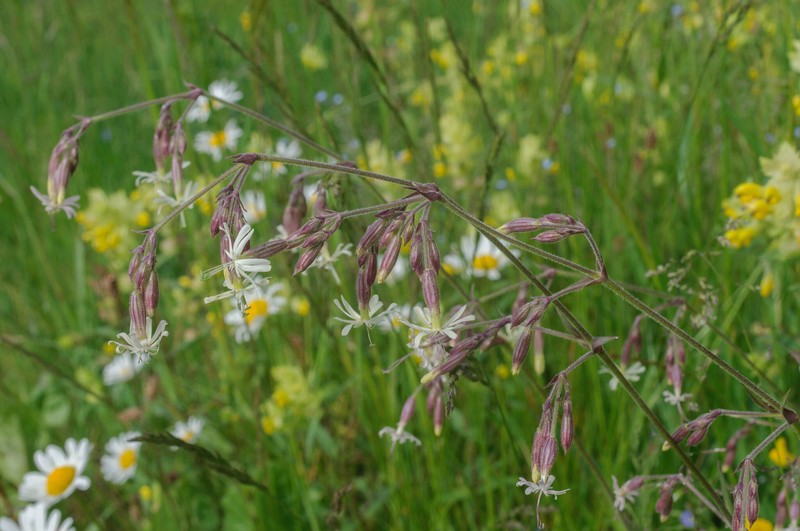 Silene nutans subsp. nutans photo 4