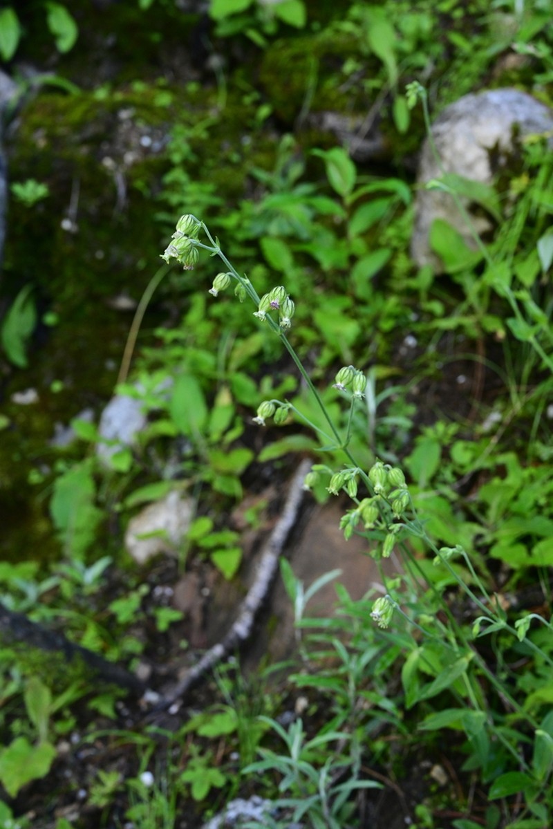 Silene nyalamensis
