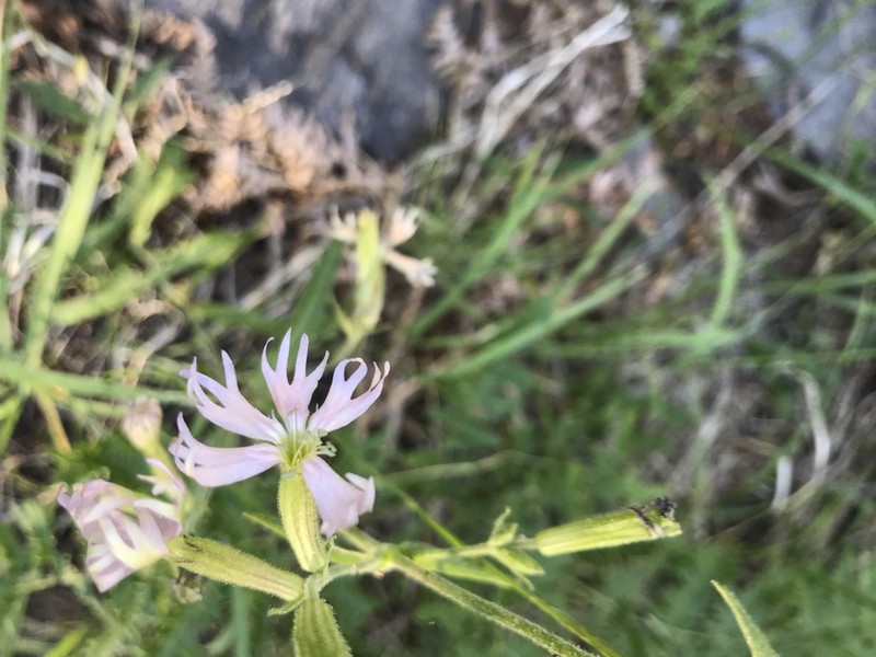 Western Catchfly photo 2