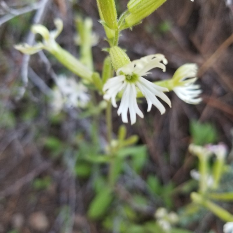 Western Catchfly photo 3