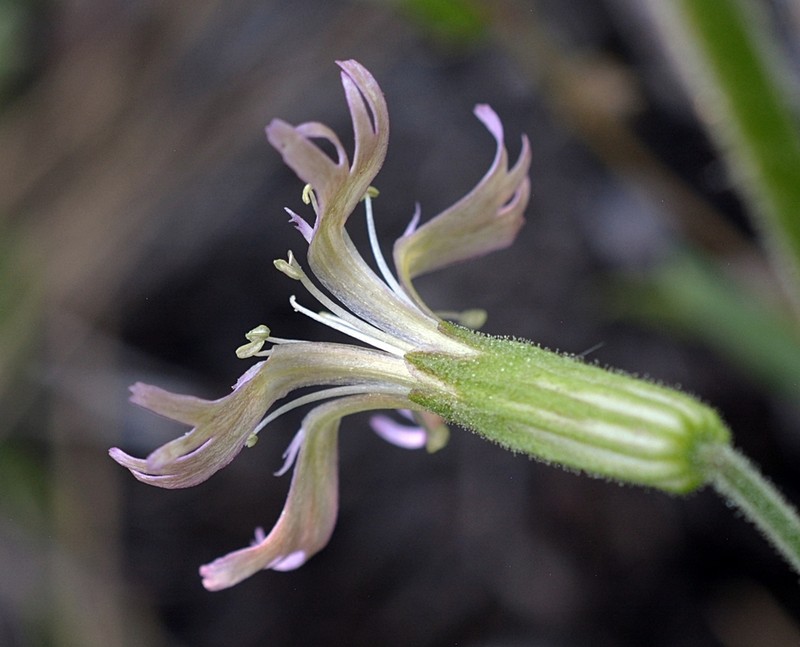 Western Catchfly photo 4