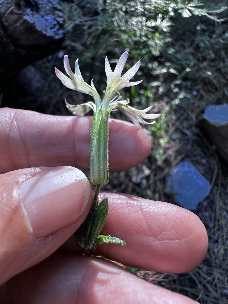 Western Catchfly photo 5