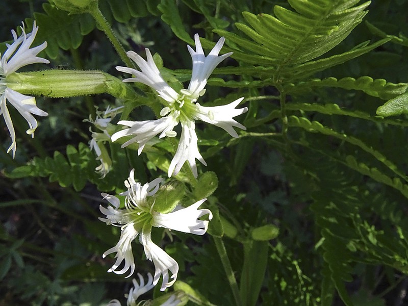 Western Catchfly photo 6