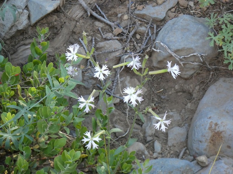 Western Catchfly photo 7