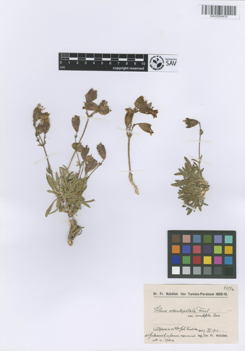 Silene odontopetala var. odontopetala