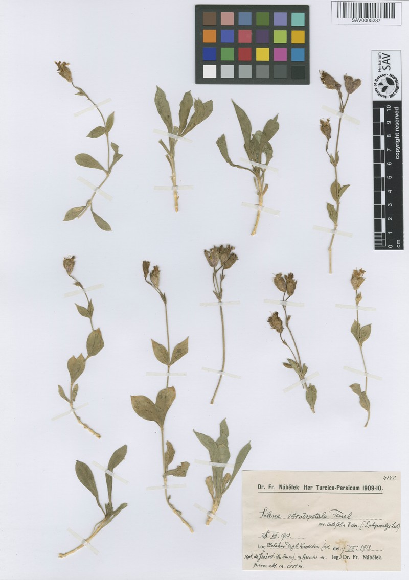 Silene odontopetala var. odontopetala photo 2