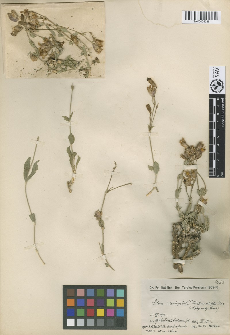 Silene odontopetala var. odontopetala photo 3