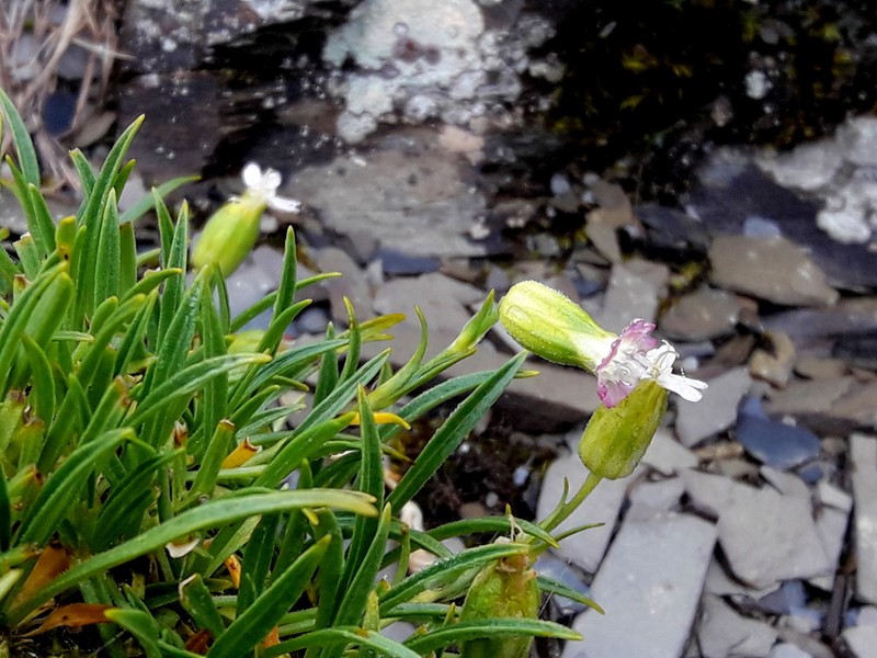 Silene ohwii photo 2