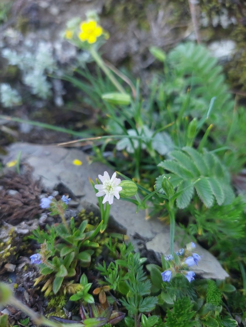 Silene ohwii photo 3