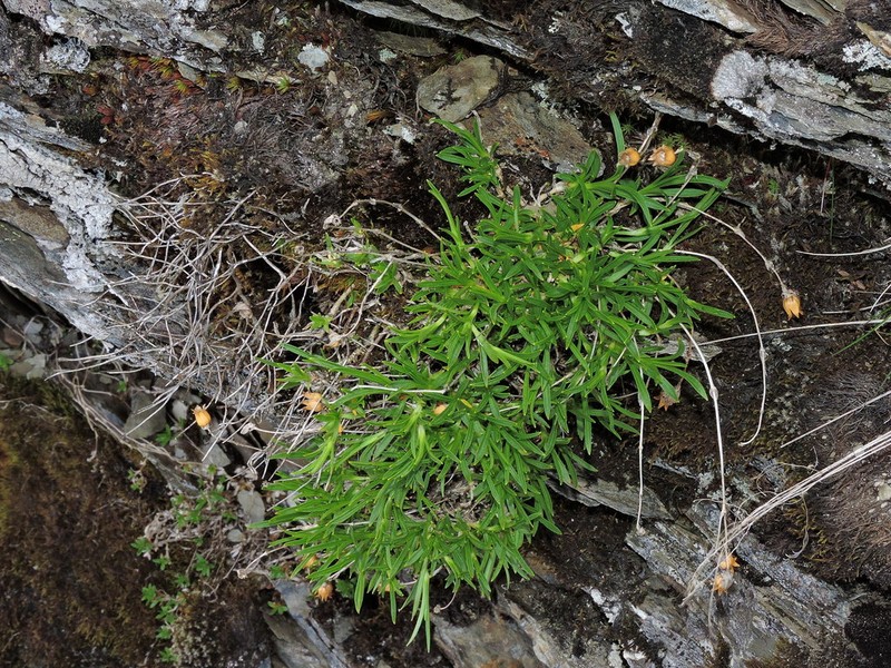 Silene ohwii photo 6
