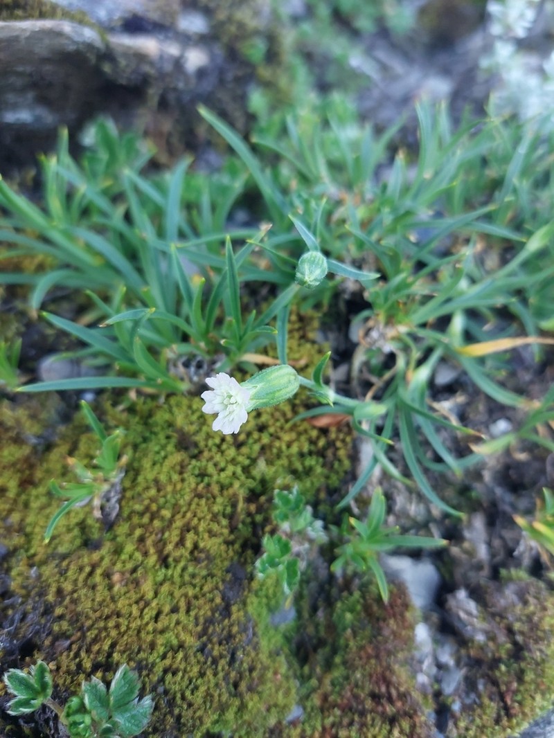 Silene ohwii photo 8