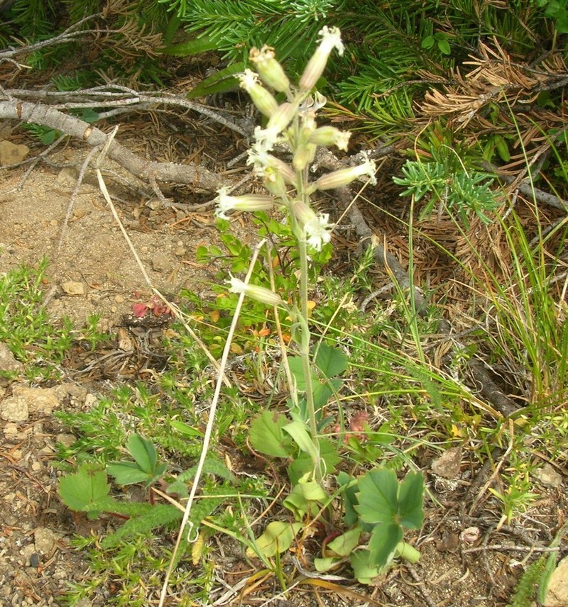 Oregon Silene photo 2