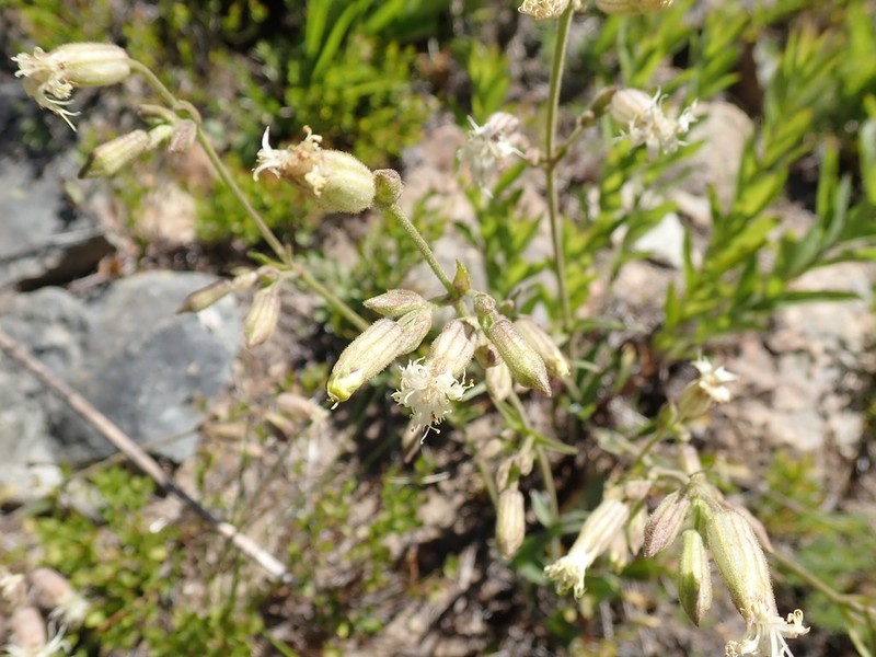 Oregon Silene photo 3