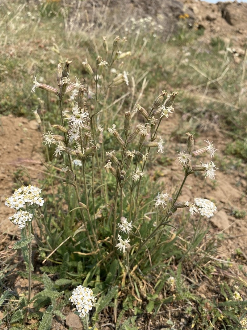 Oregon Silene photo 4