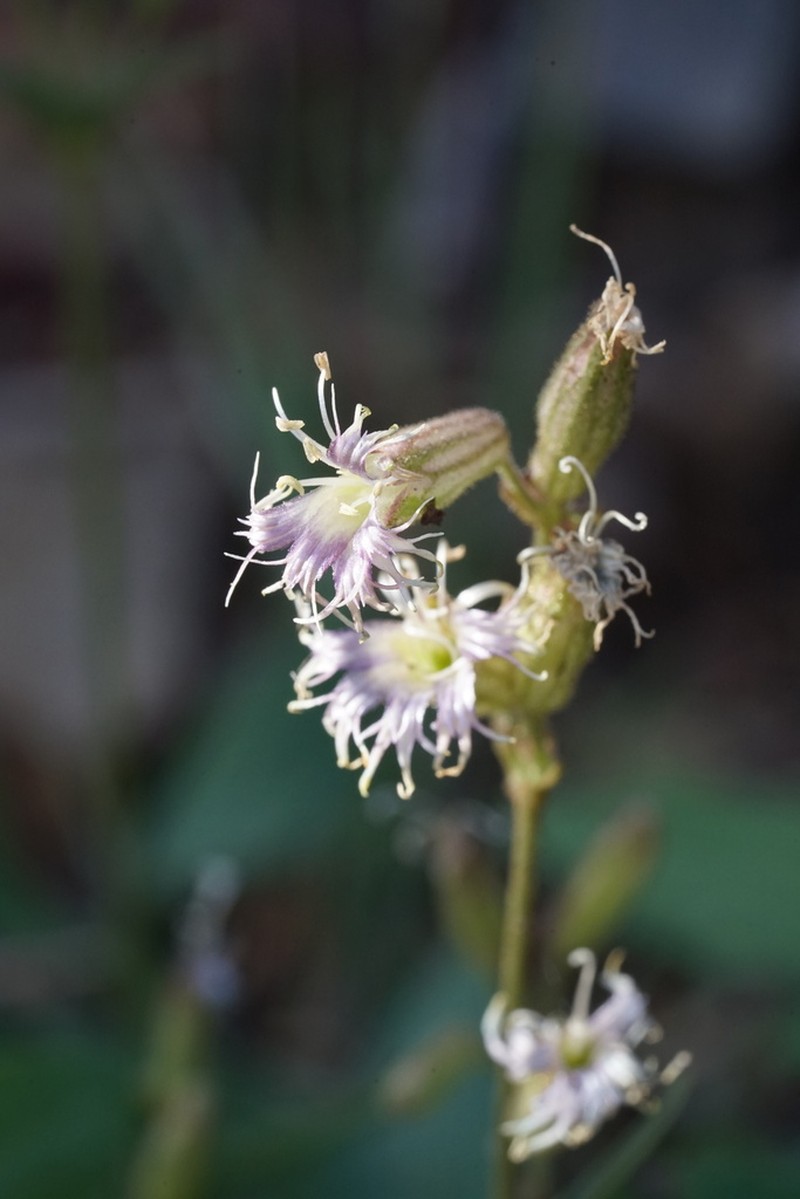Oregon Silene photo 5
