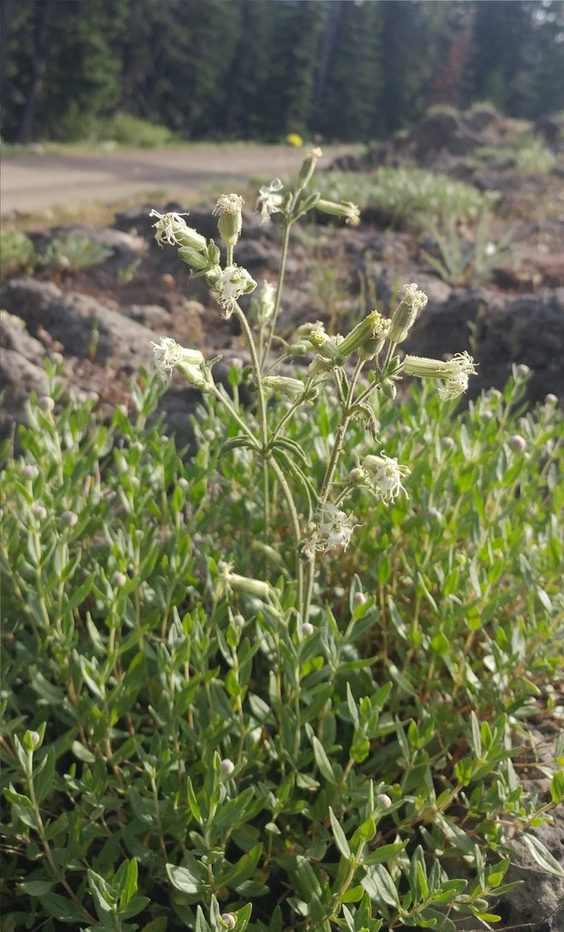 Oregon Silene photo 6
