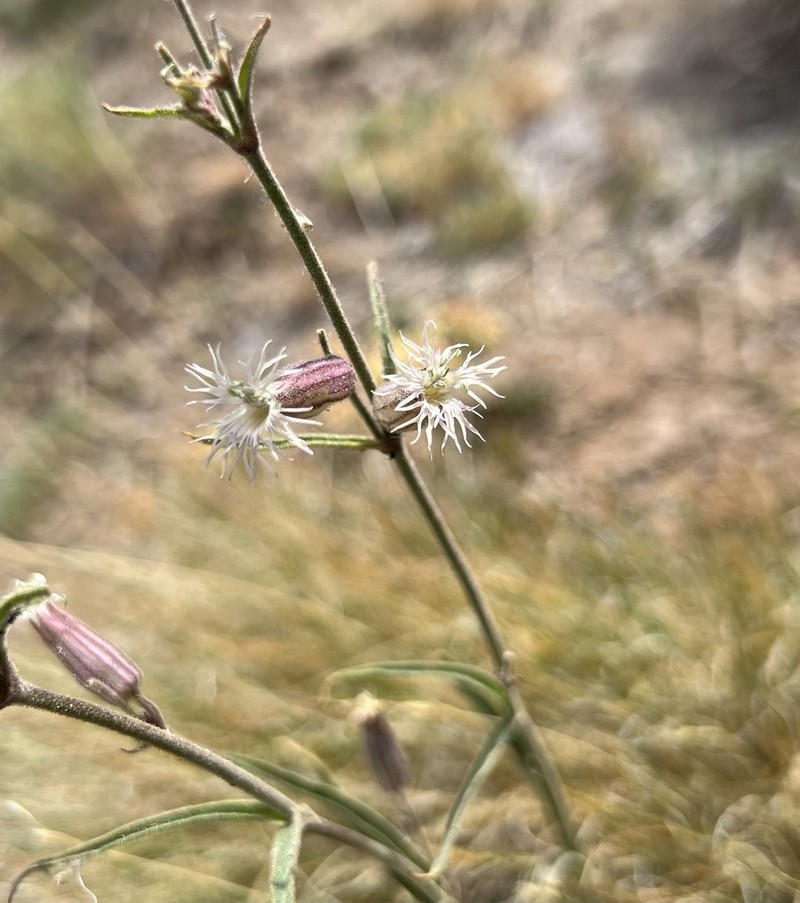 Oregon Silene photo 7