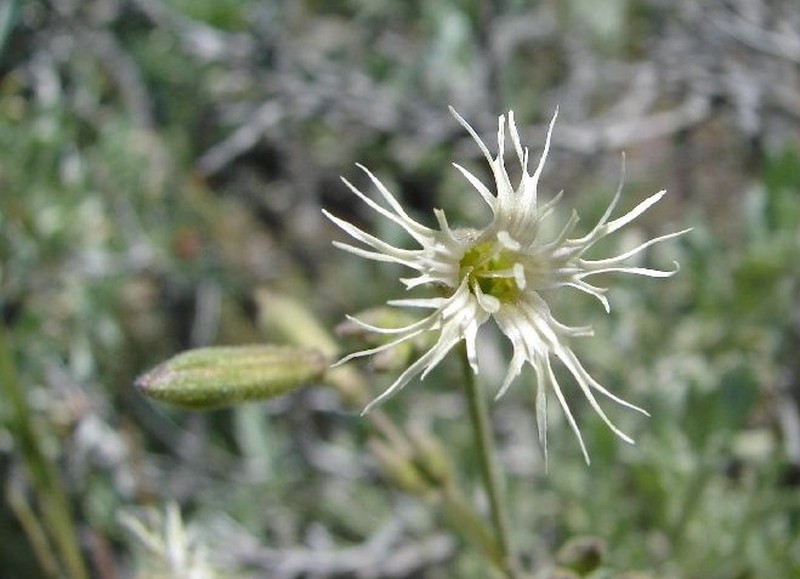 Oregon Silene
