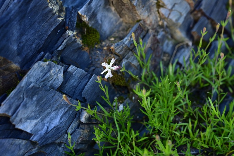 Silene oreoploca