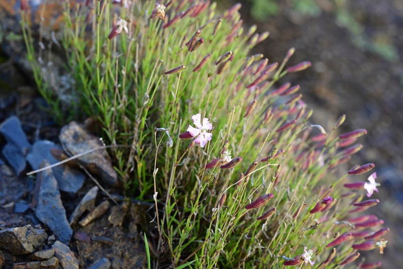 Silene oreoploca photo 2
