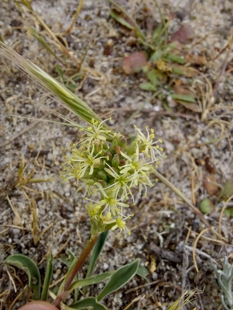Silene otites subsp. otites