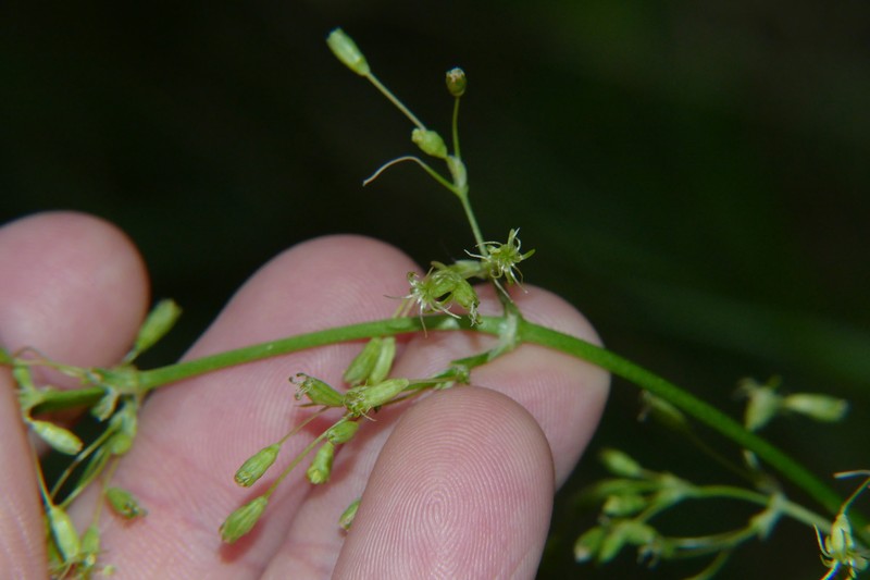 Silene otites subsp. otites photo 2