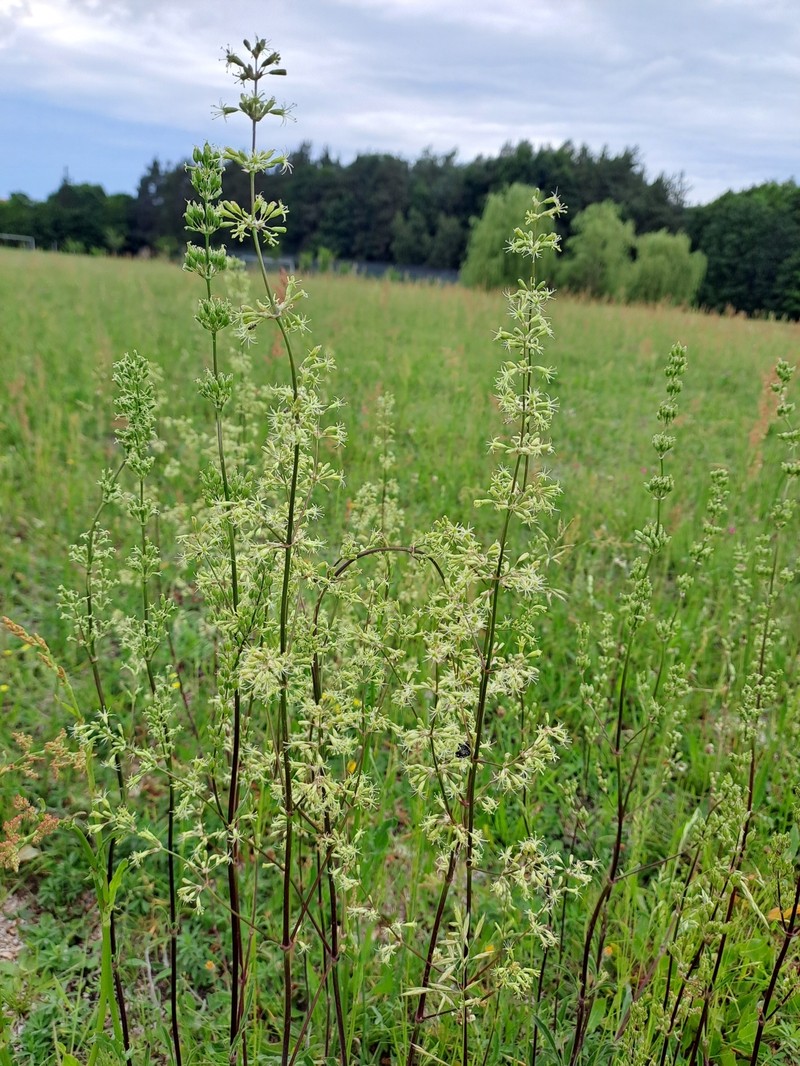 Silene otites subsp. otites photo 3