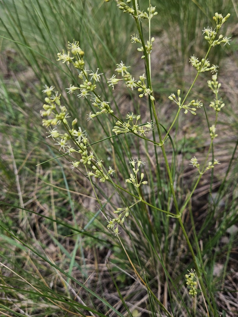 Silene otites subsp. otites photo 4
