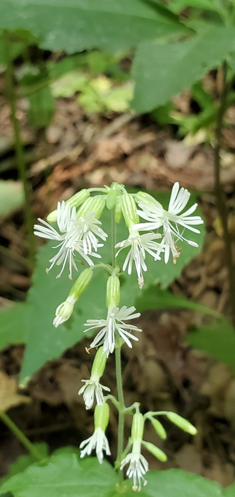 Blue Ridge Catchfly photo 4