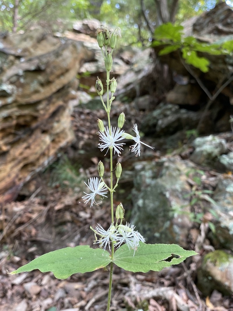 Blue Ridge Catchfly photo 5