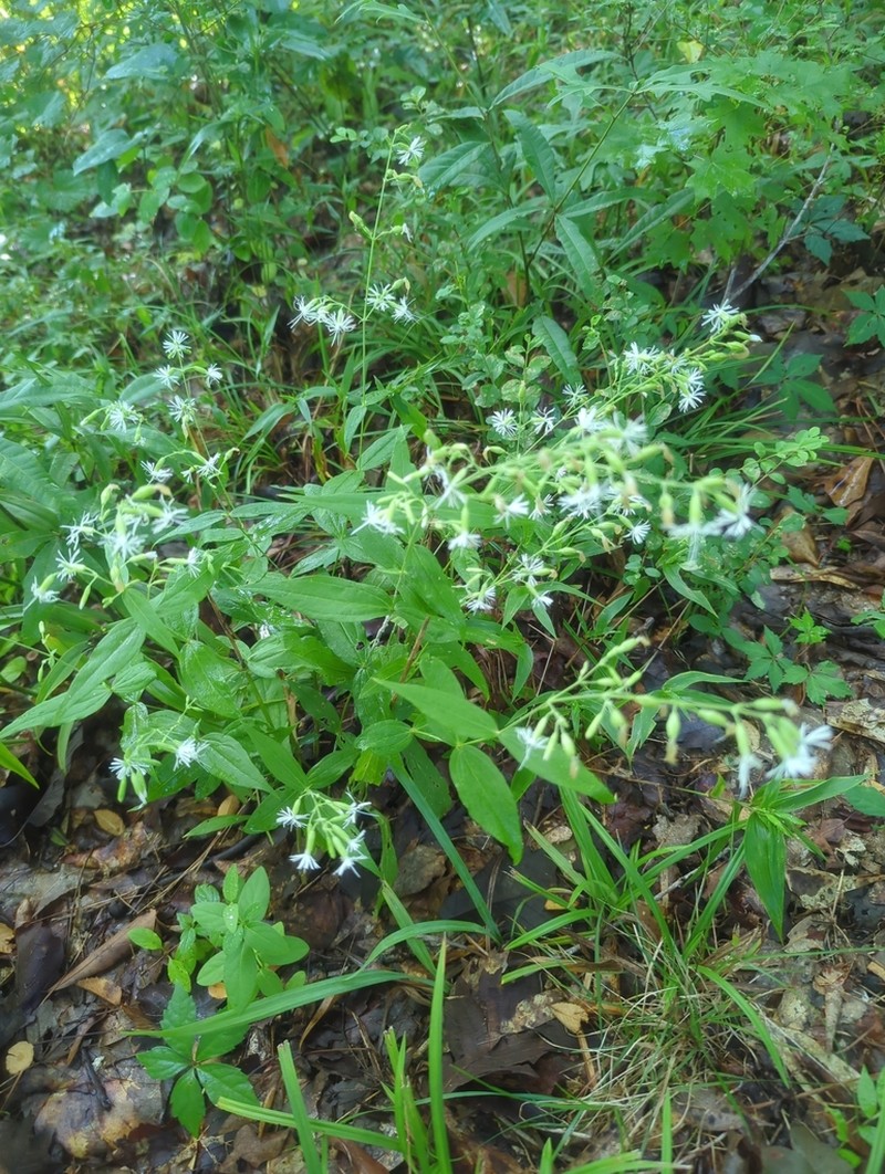 Blue Ridge Catchfly photo 6