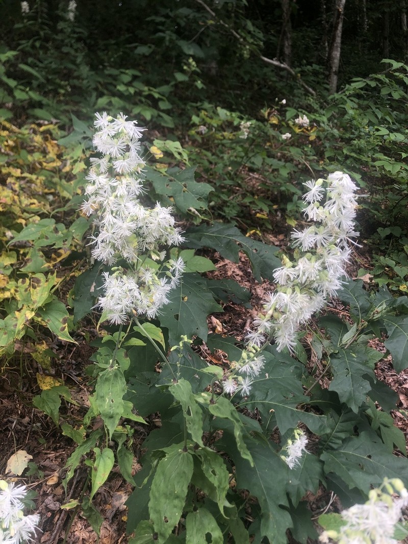 Blue Ridge Catchfly photo 7