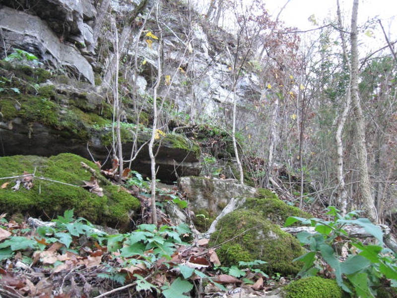 Blue Ridge Catchfly photo 2