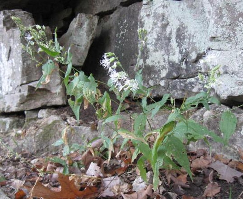 Blue Ridge Catchfly