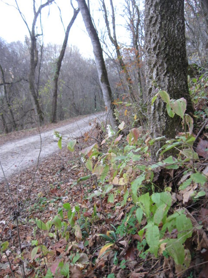 Blue Ridge Catchfly photo 3