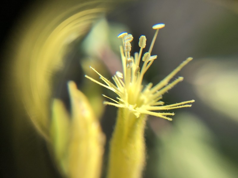 Parish's Catchfly photo 2