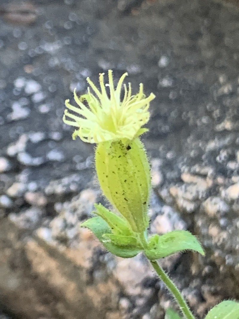Parish's Catchfly photo 3