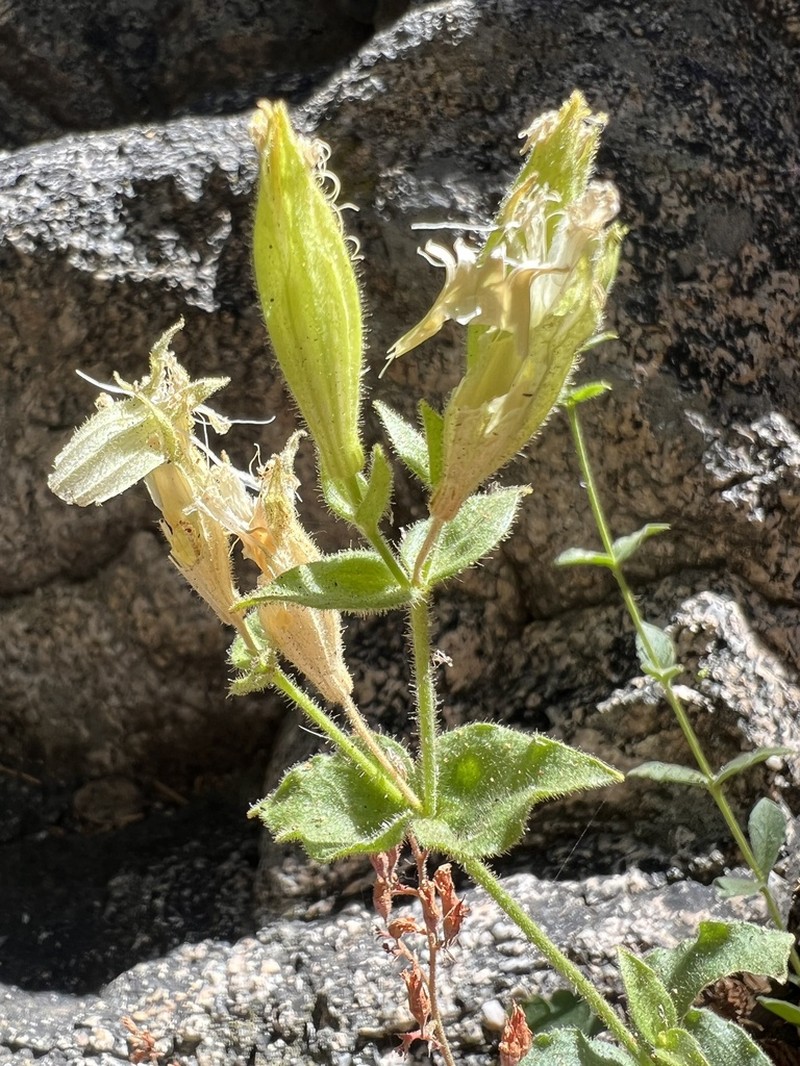 Parish's Catchfly photo 4