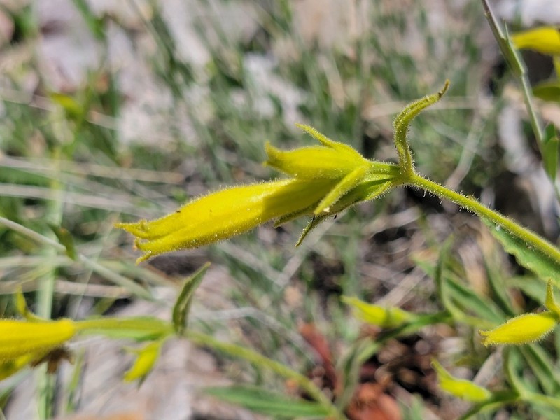 Parish's Catchfly photo 5