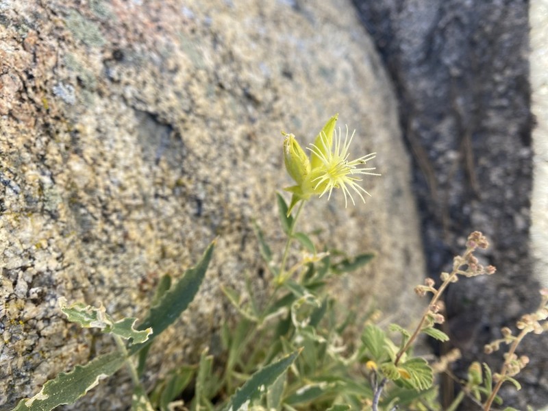 Parish's Catchfly photo 6