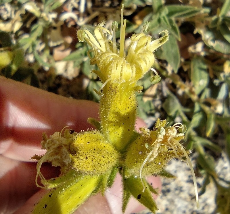Parish's Catchfly photo 7
