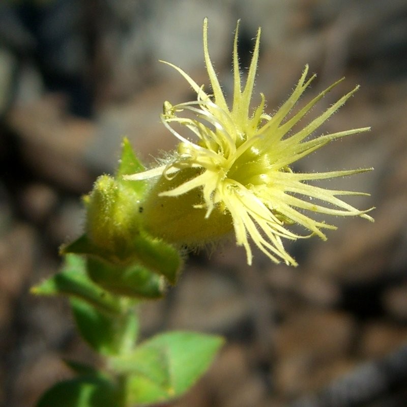 Parish's Catchfly