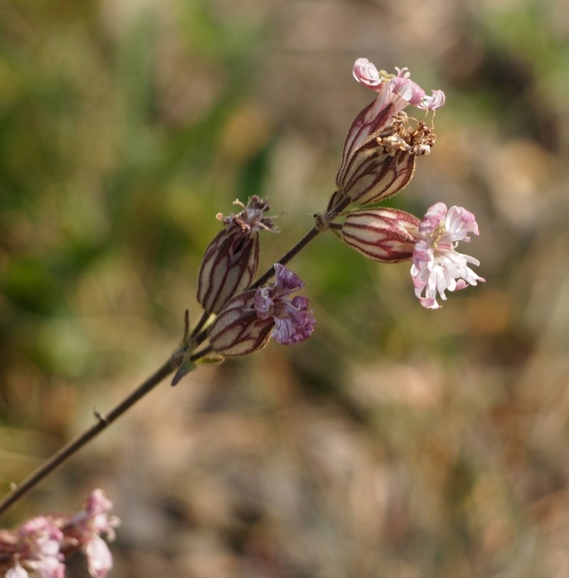 Parry's Silene photo 3